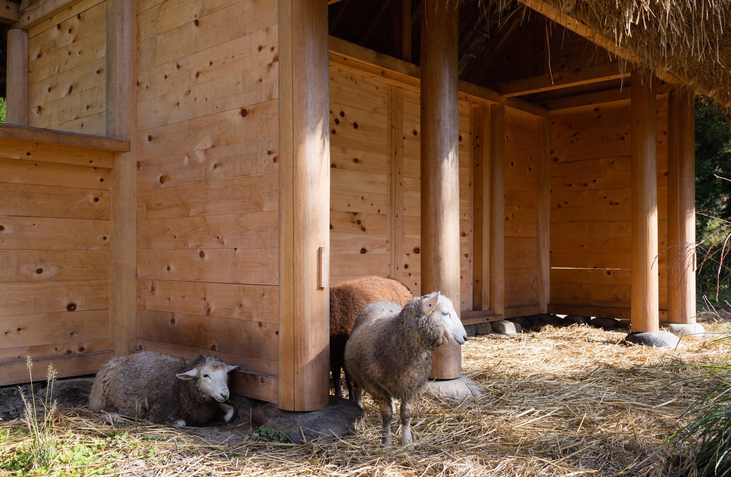 京都裏山 法國建築師2m26 檜木茅草 Hitsujigoya wood structure 木構造羊舍