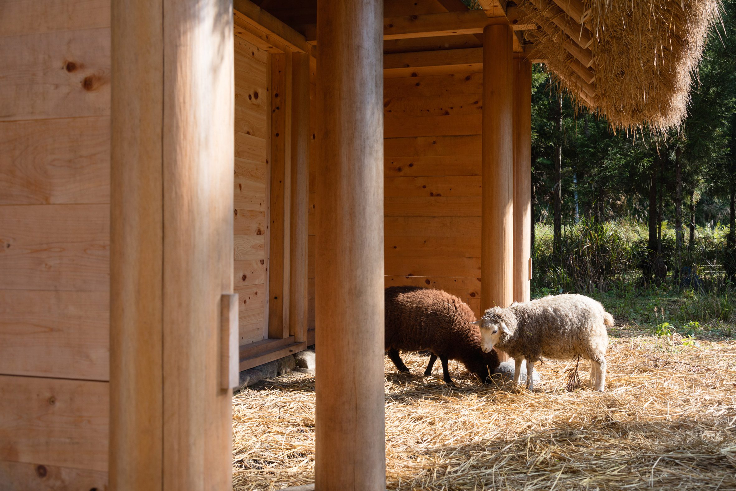 京都裏山 法國建築師2m26 檜木茅草 Hitsujigoya wood structure 木構造羊舍