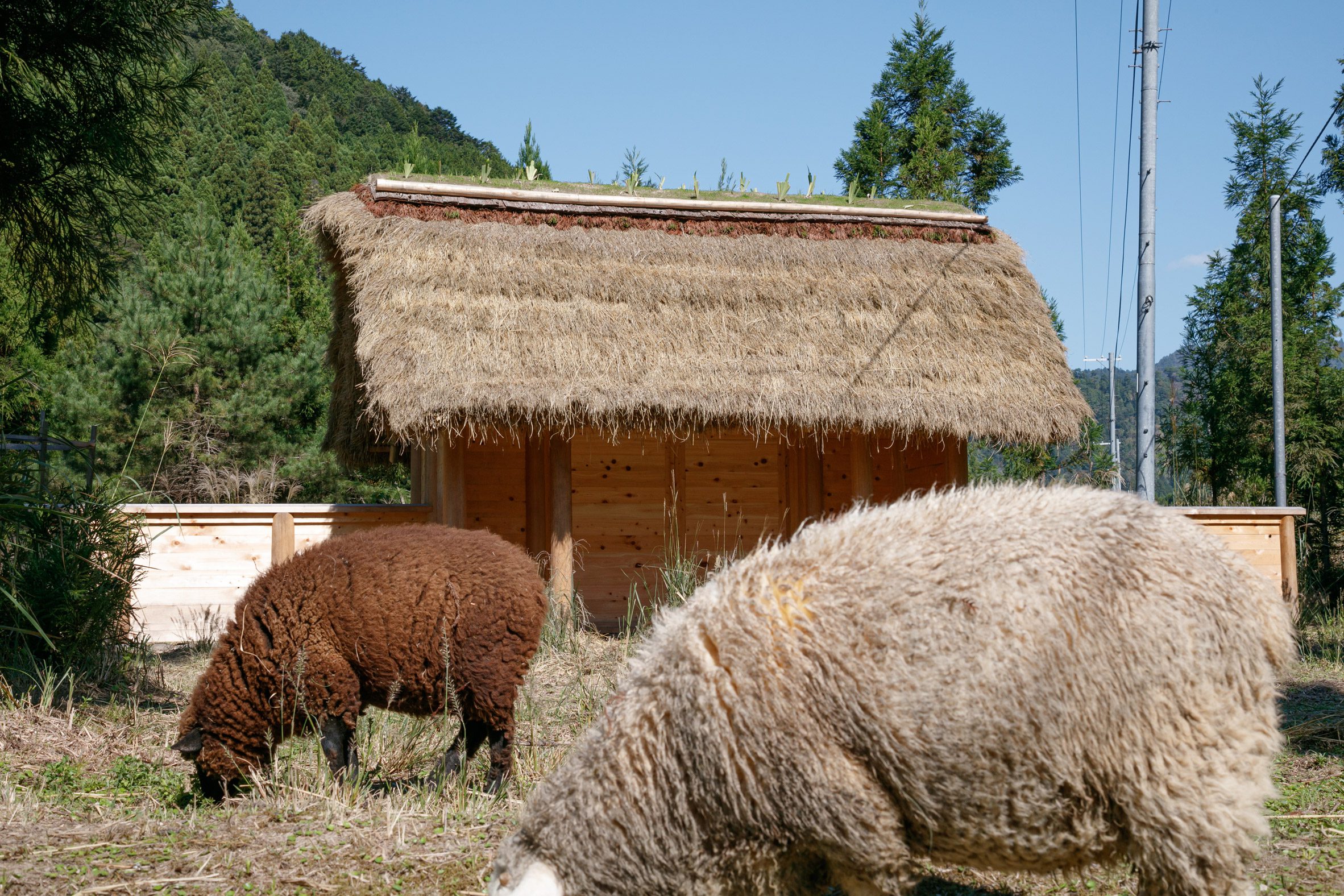 京都裏山 法國建築師2m26 檜木茅草 Hitsujigoya wood structure 木構造羊舍
