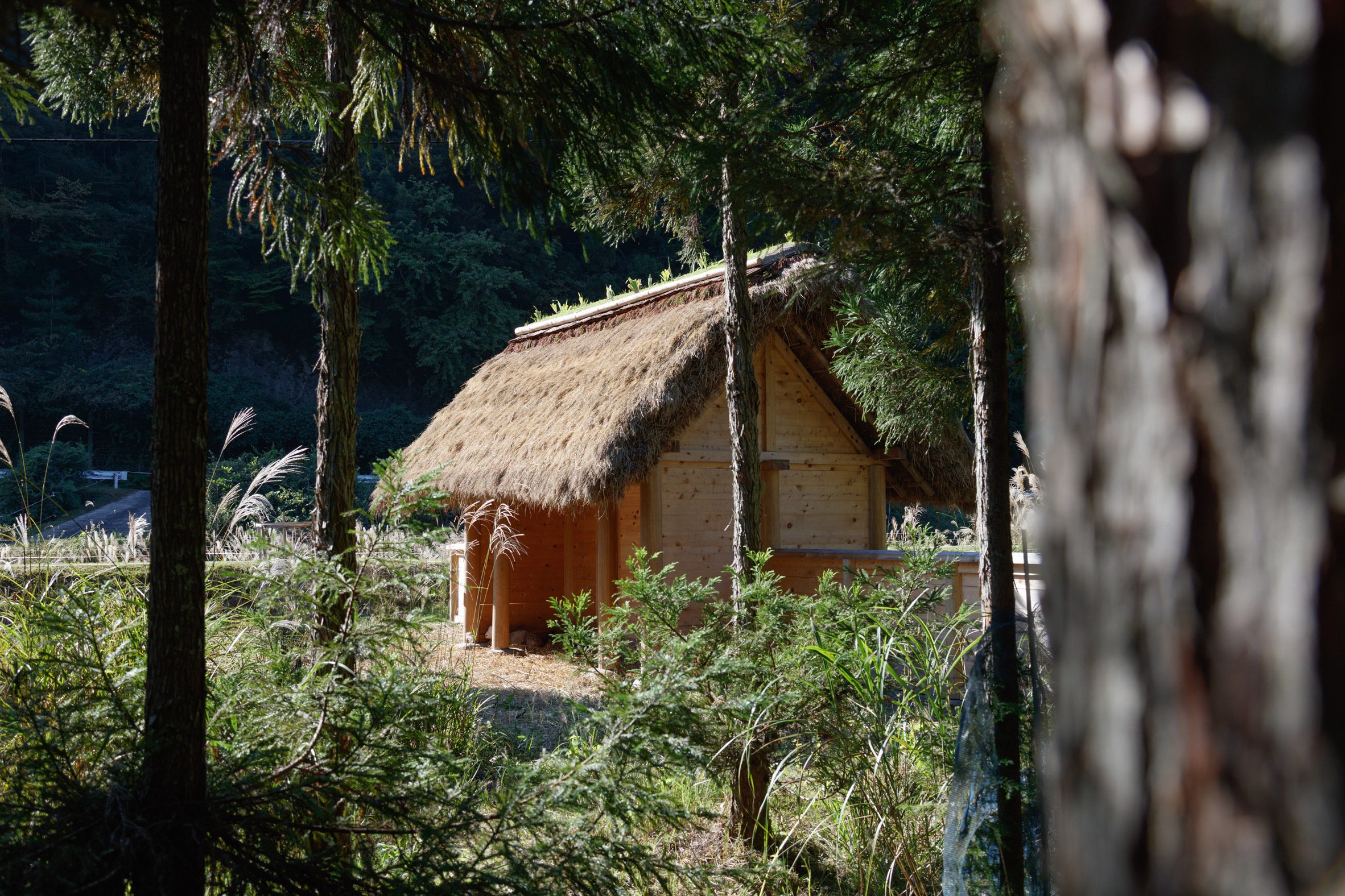 京都裏山 法國建築師2m26 檜木茅草 Hitsujigoya wood structure 木構造羊舍