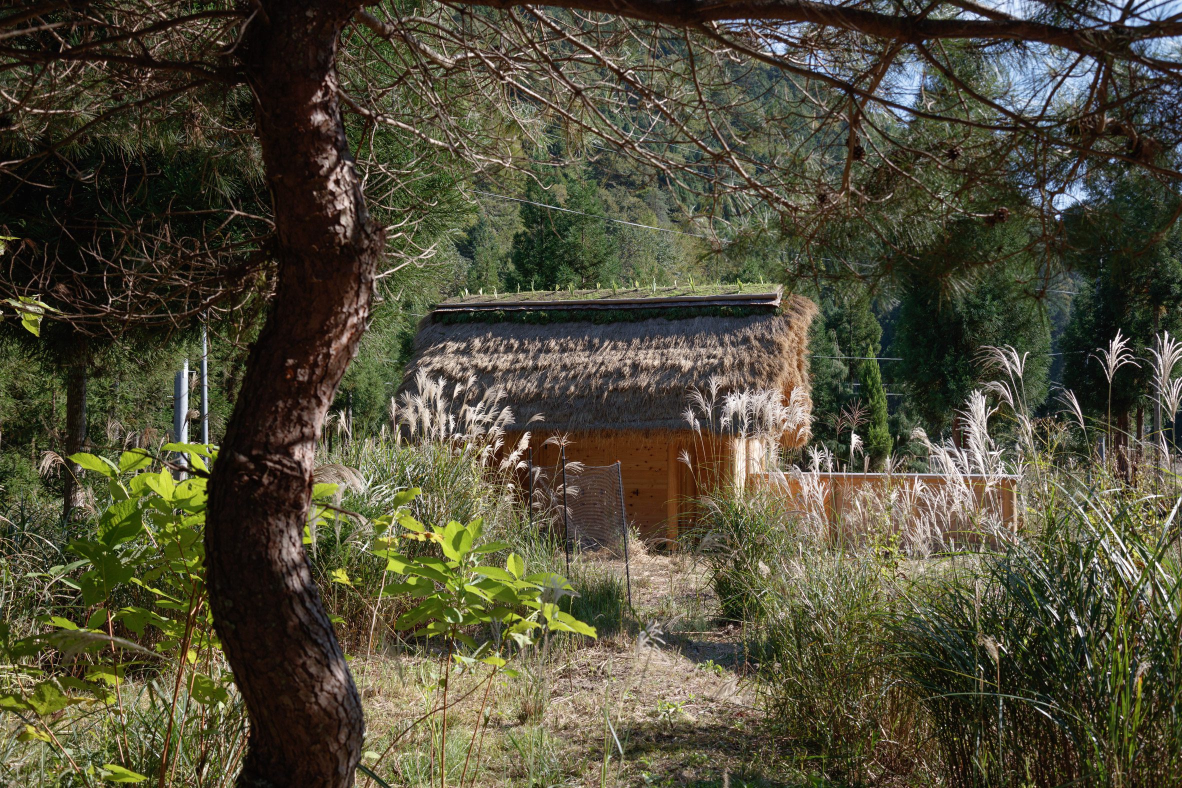 京都裏山 法國建築師2m26 檜木茅草 Hitsujigoya wood structure 木構造羊舍