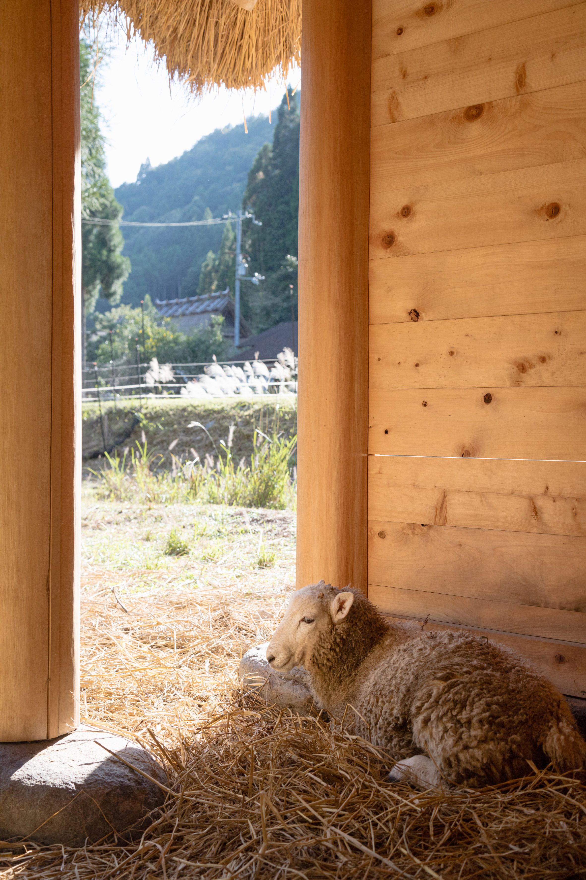 京都裏山 法國建築師2m26 檜木茅草 Hitsujigoya wood structure 木構造羊舍