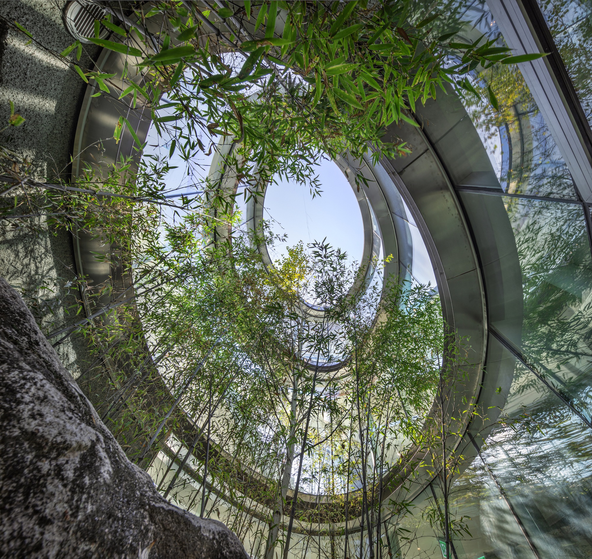 韓國複合文化空間蔚山市蔚州郡「MIGIUI」Architect-K 仰望天井,竹影穿越玻璃與鋼構環帶向上伸展,天光從圓形開口灑落,如森林間的呼吸孔。岩石未經切割嵌入一隅,讓建築與地層共構時間的斷面