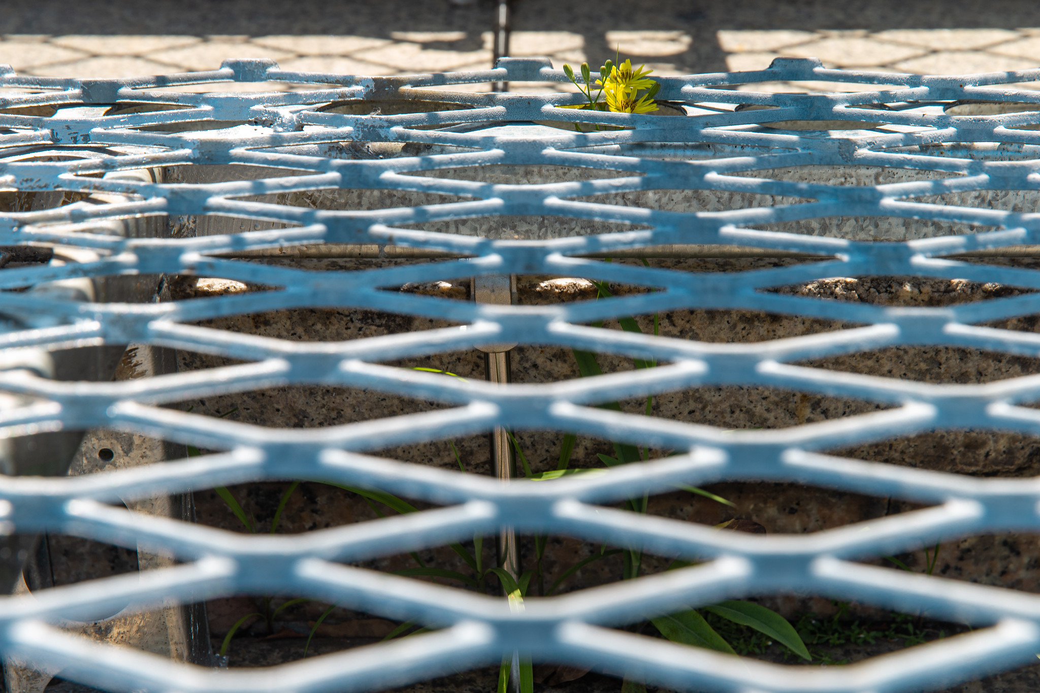 北美館 2025 X-Site 北美館 《毛孔城市－佔領計畫》