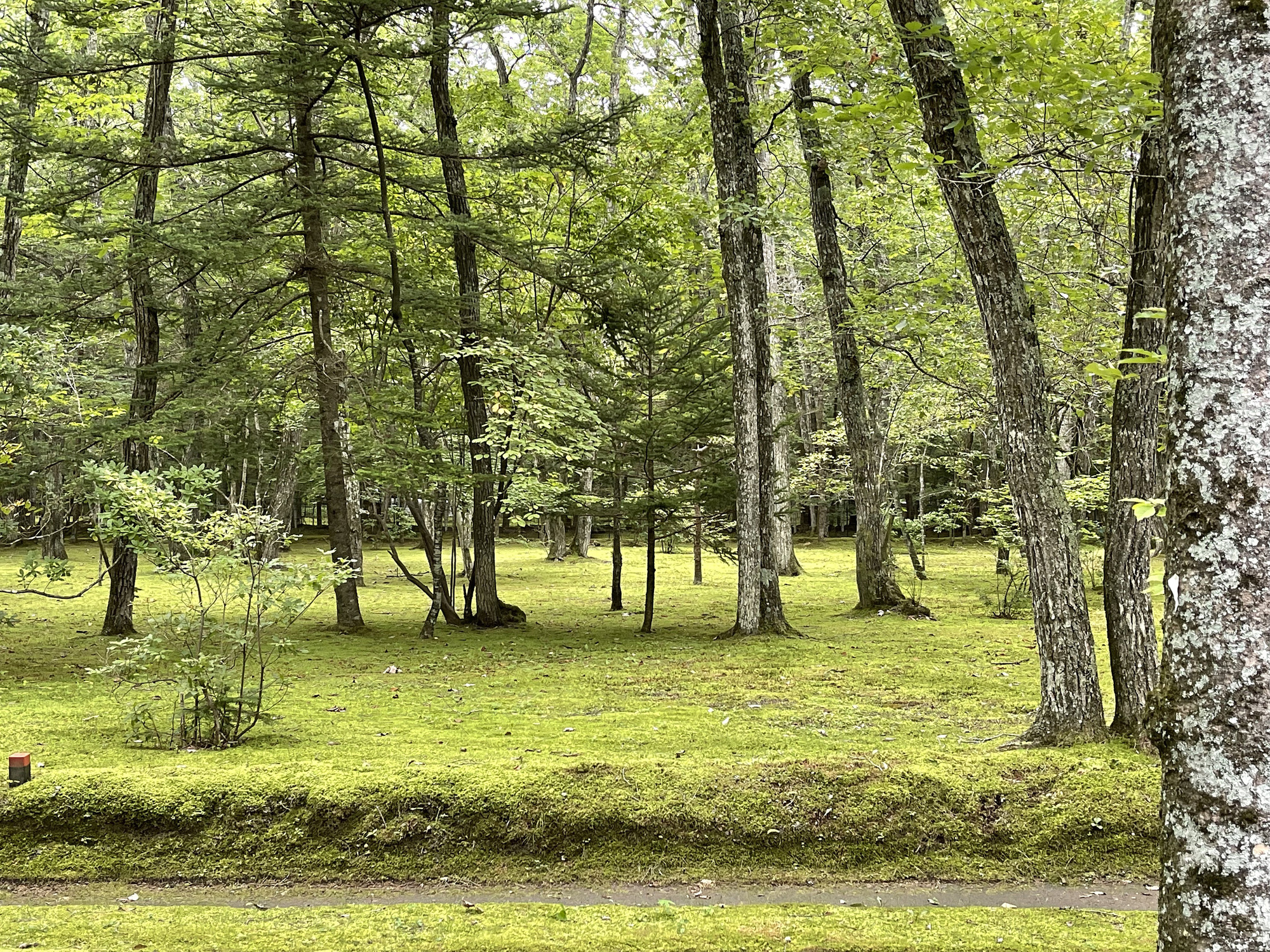Cell Space Architects 日本輕井澤 Karuizawa 別墅 Kokeniwa House